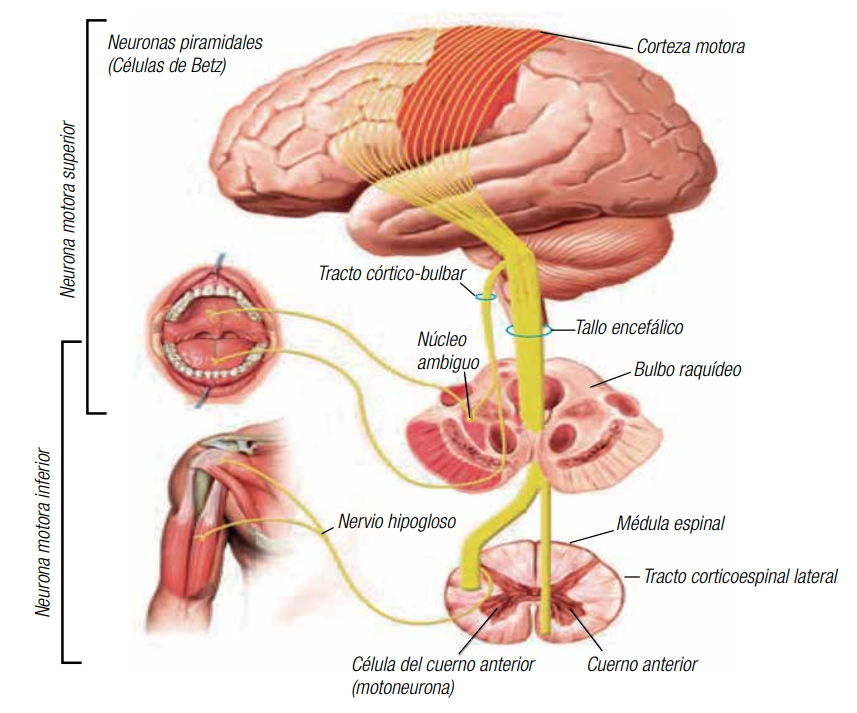 motoneurona