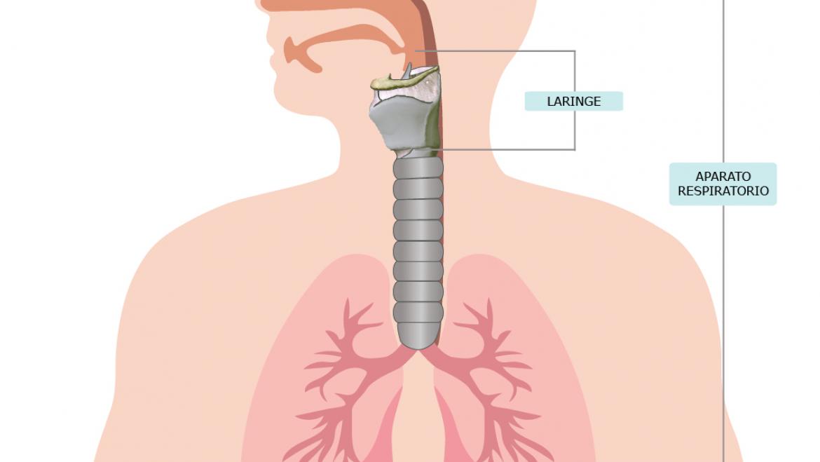 laringe esp